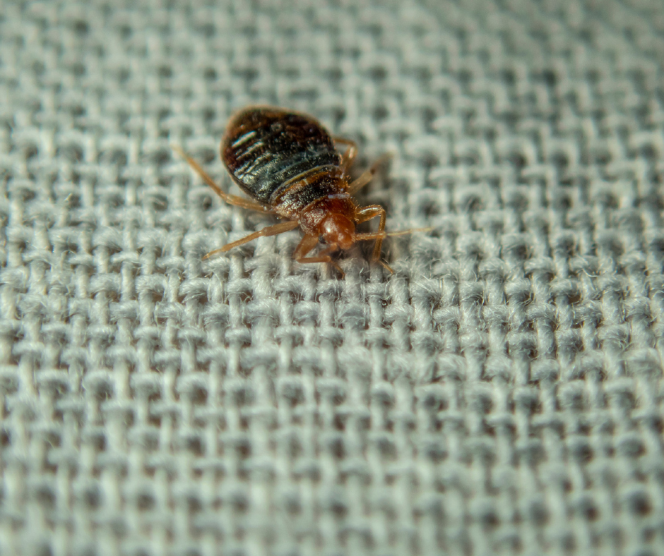 bed bugs
