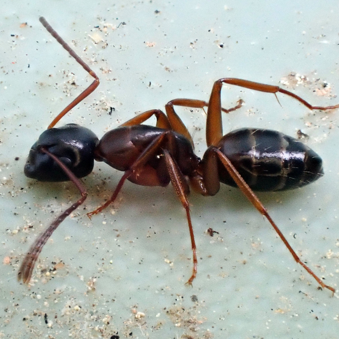 Odorous Ants