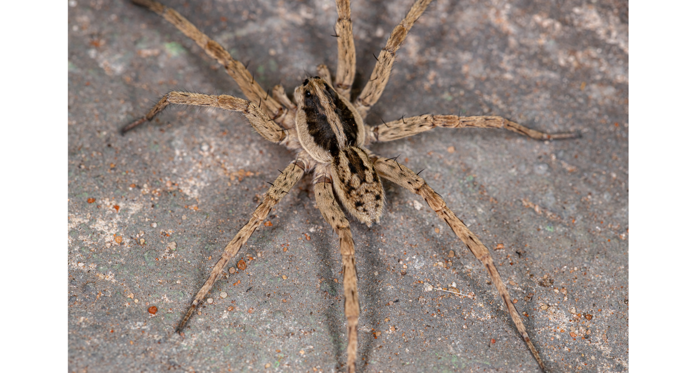 Wolf Spider