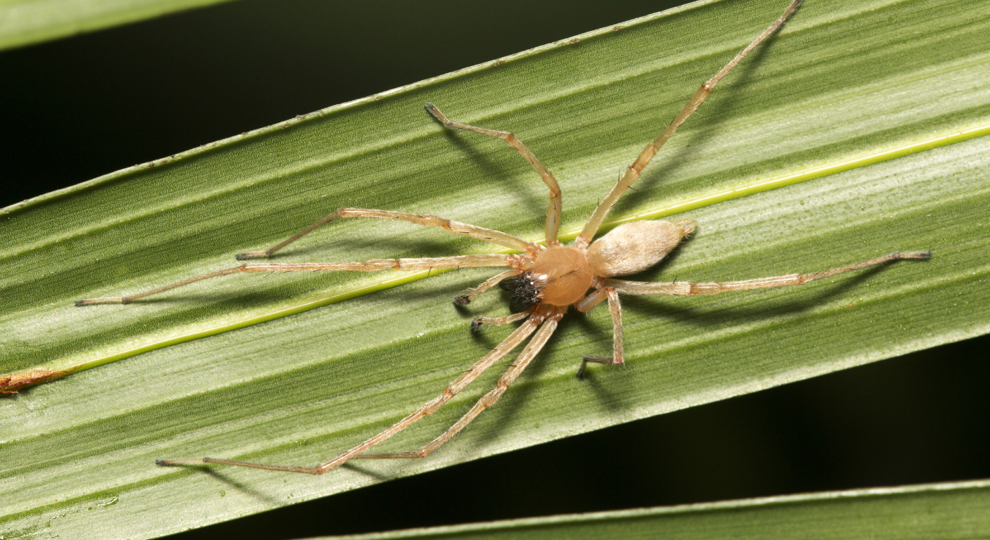 Yellow Sac Spider