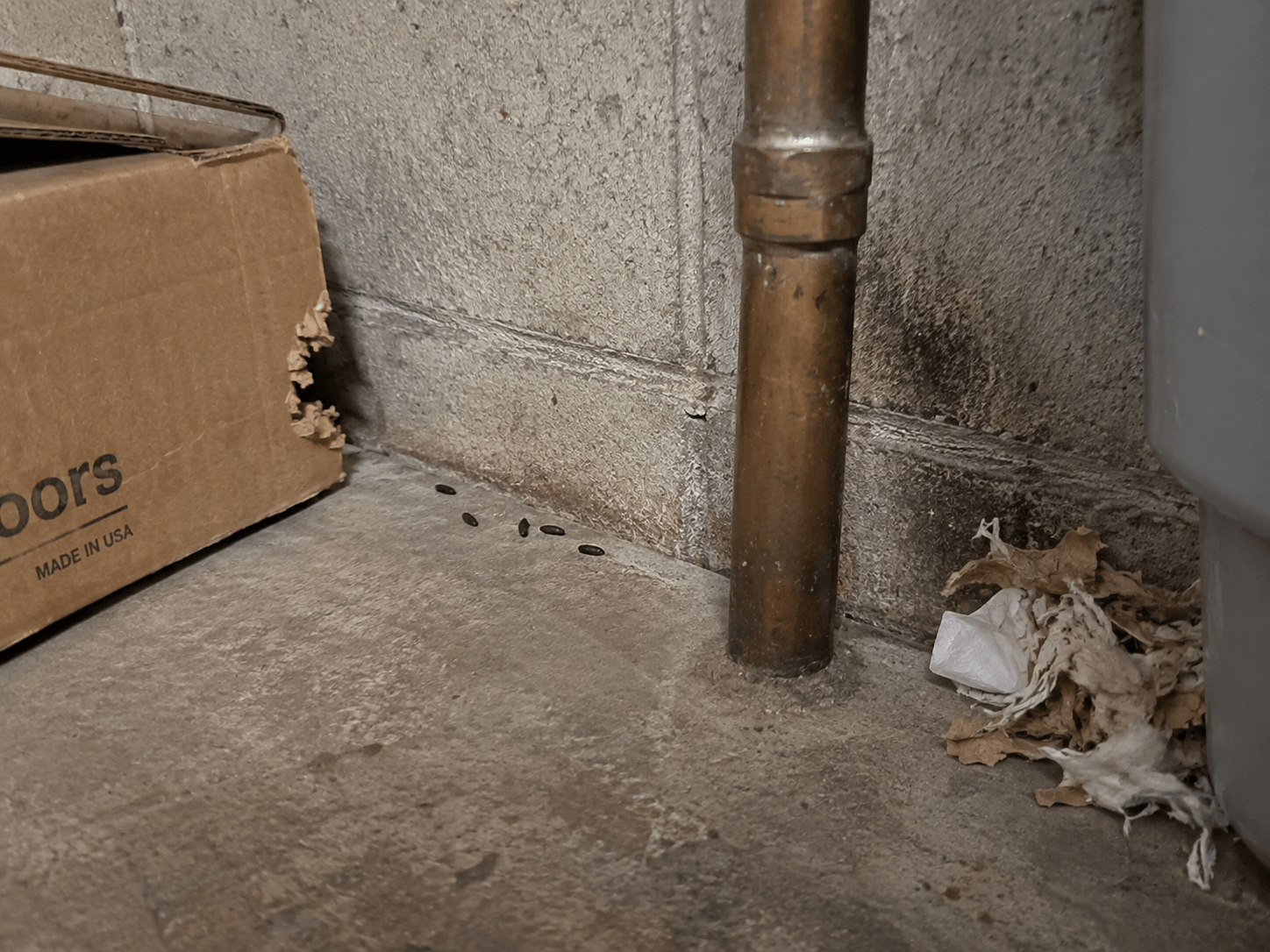 Rat droppings, grease marks, gnawing, and shredded nesting material found together in one area