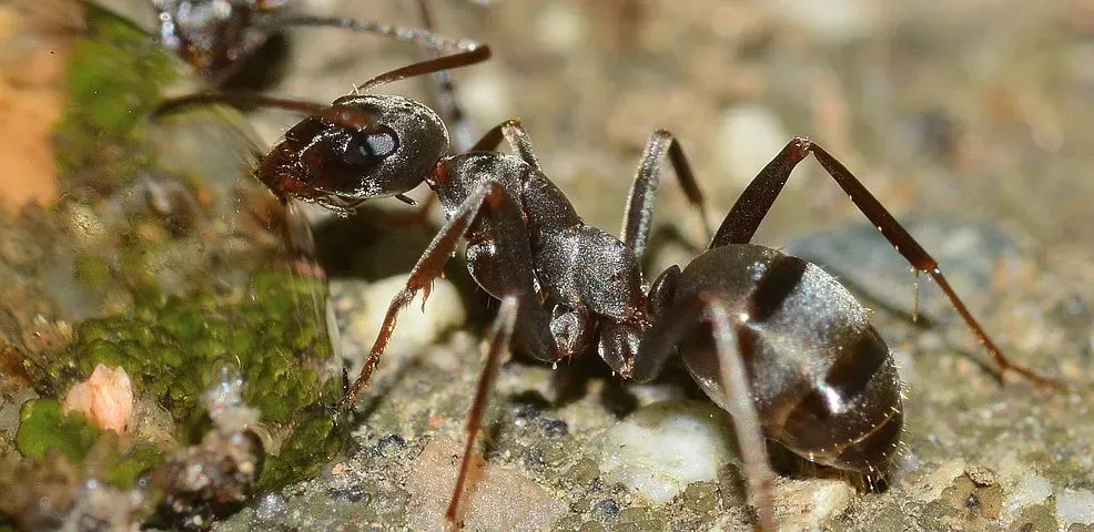 ant