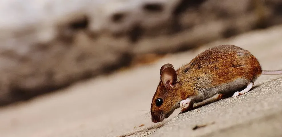 mice