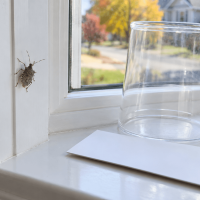 A clear cup and sturdy card provide a simple low-mess way to capture and remove a stink bug from your home
