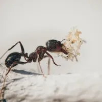 ants
