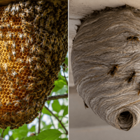 Beehive vs. Wasp Nest: How to Tell the Difference