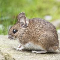 house mouse outside