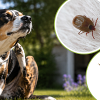 dog tick