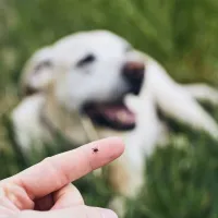tick and dog