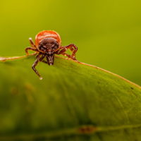 tick control