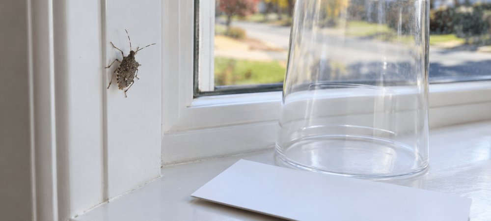 A clear cup and sturdy card provide a simple low-mess way to capture and remove a stink bug from your home
