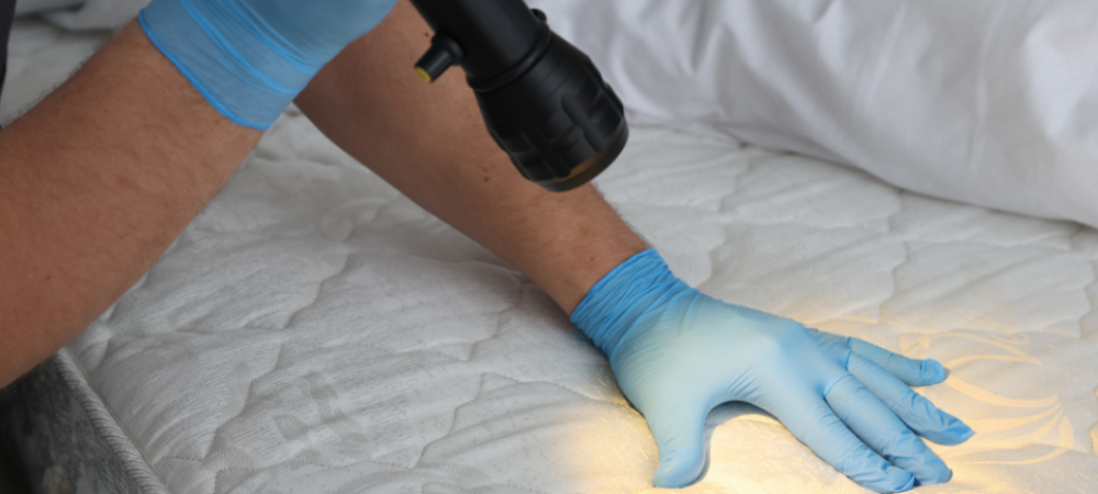 Bed Bug Inspection