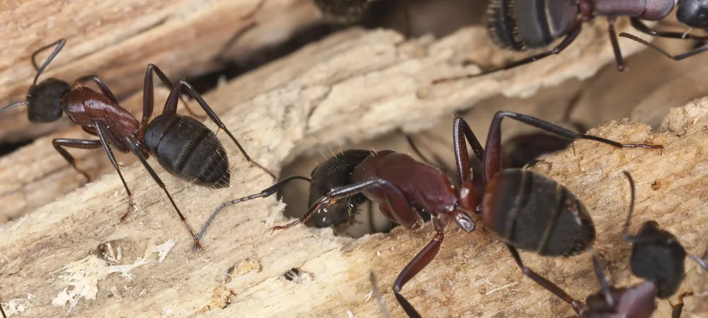 Carpenter ants on wooden structure