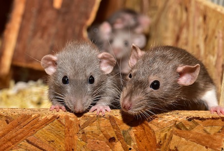 mouse
