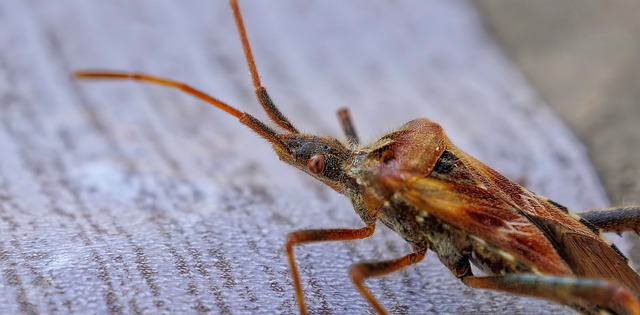 bed bug