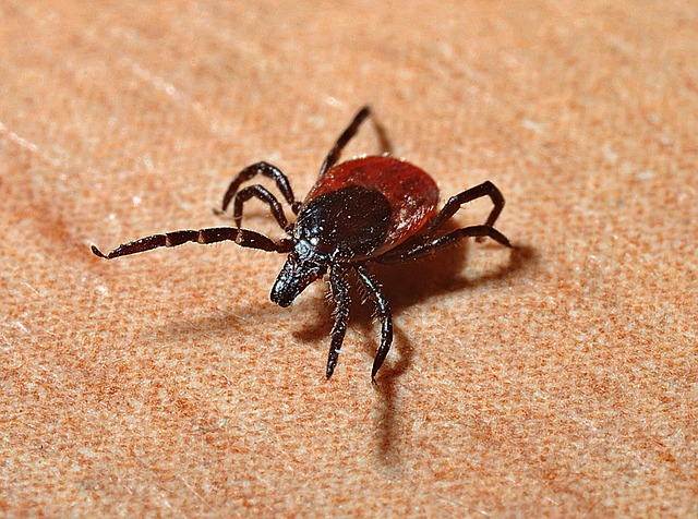 ticks